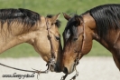 Rebecca Hopp und ihre Pferde