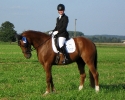 reitschueler und berittpferde